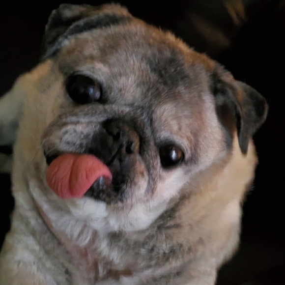 Meet your Posher, Shelley - Picture 1 of 1